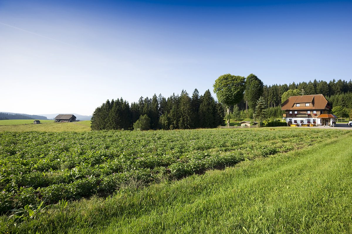 Das Gasthaus Schweizerhof am Waldrand, davor eine weite grüne Wiese