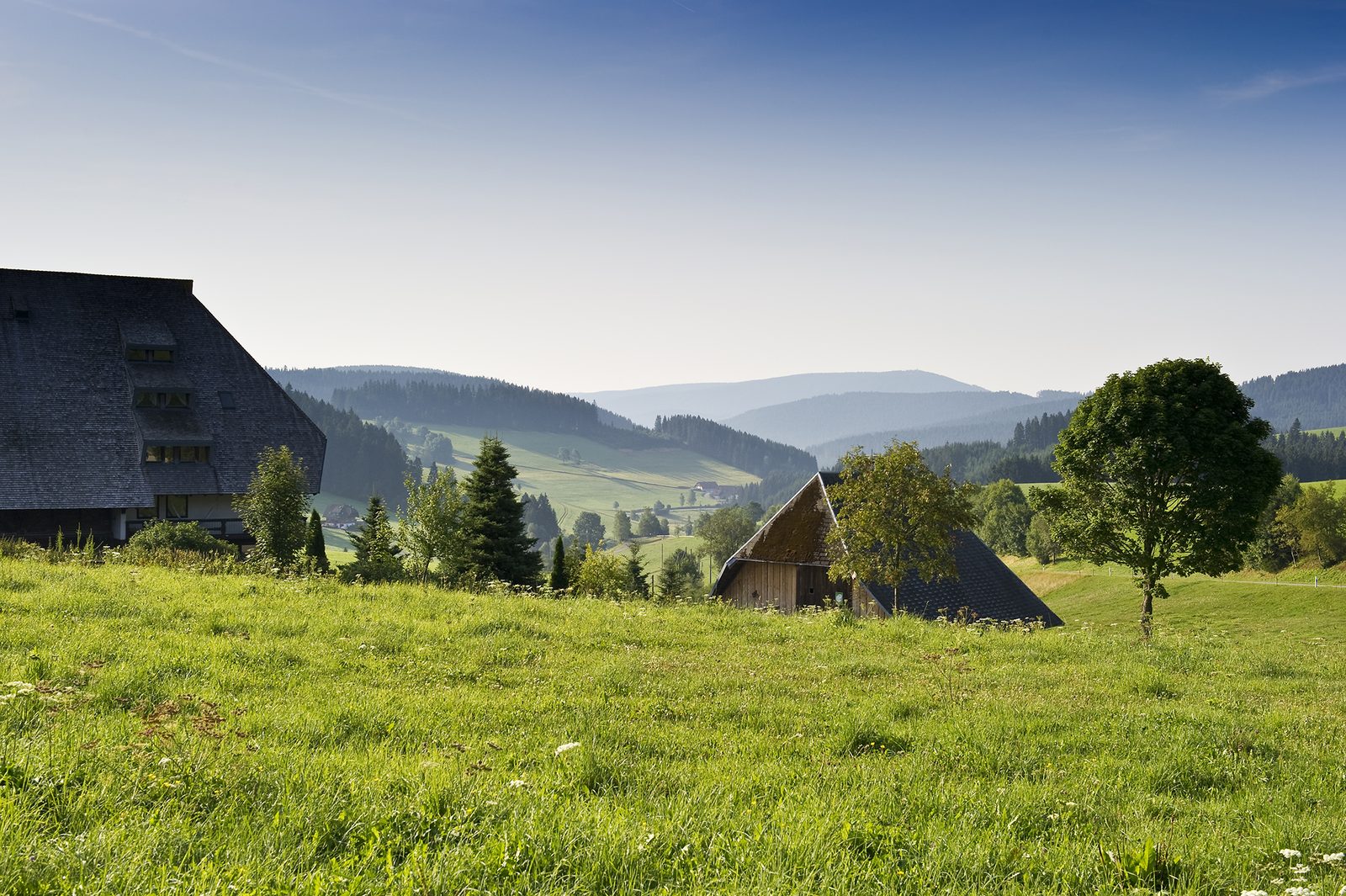 Das Gasthaus Schweizerhof am Hang, davor eine Sommerwiese, dahinter die Höhen des Hochschwarzwalds