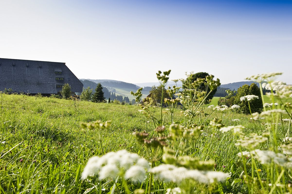 Blühende Sommerwiese vor dem Gasthaus, im Hintergrund die Schwarzwaldhöhen
